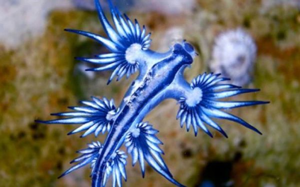 El dragón azul obliga a cerrar las playas