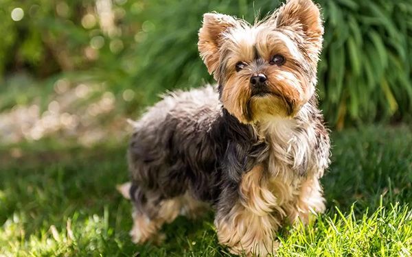 Lanza a sus dos perros desde un octavo