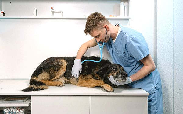 Protesta inédita del sector veterinario